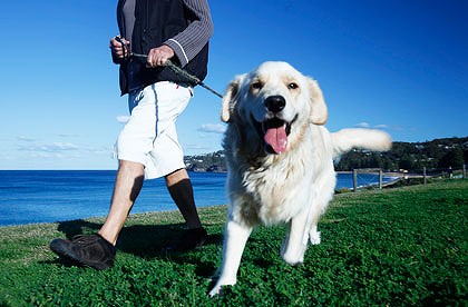 Pets may reduce the risk of Heart Disease